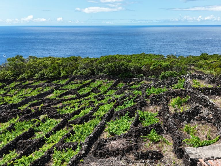 Terreno com Vinhas, Vista Mar e Viabilidade de Construção, Lajinha – São Mateus, Ilha do Pico