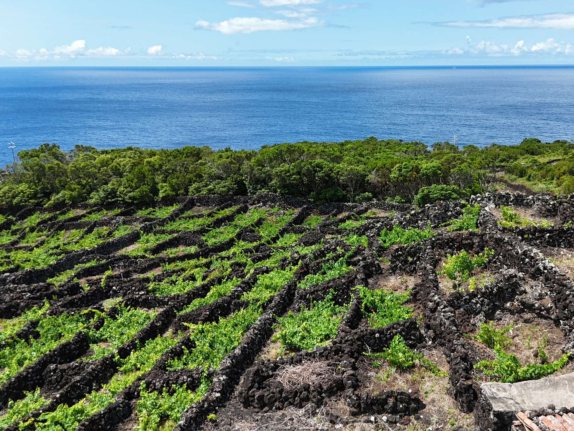 Terreno com Vinhas, Vista Mar e Viabilidade de Construção, Lajinha - São Mateus, Ilha do Pico