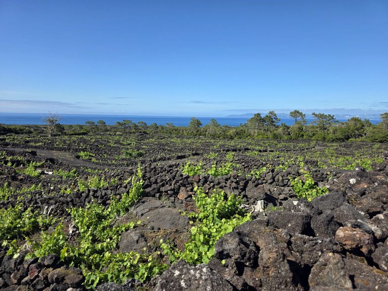 Terreno com Vinha de Verdelho do Pico — Bandeiras, Madalena